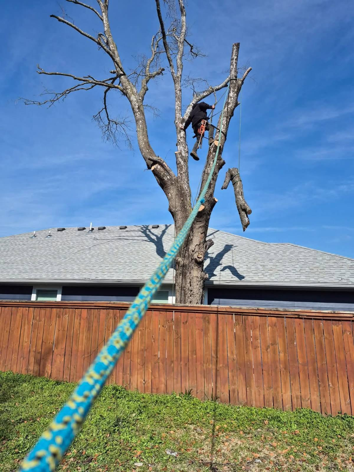 Climber roped into a dead tree taking it down in sections above a fence