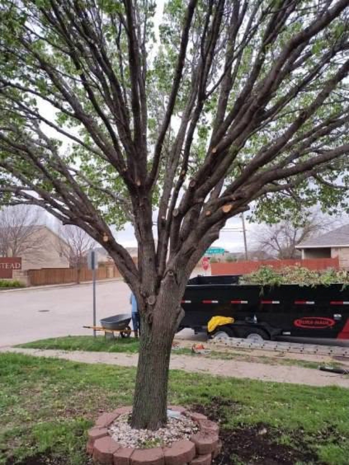 Crape myrtle cleanly pruned with dump trailer loaded behind