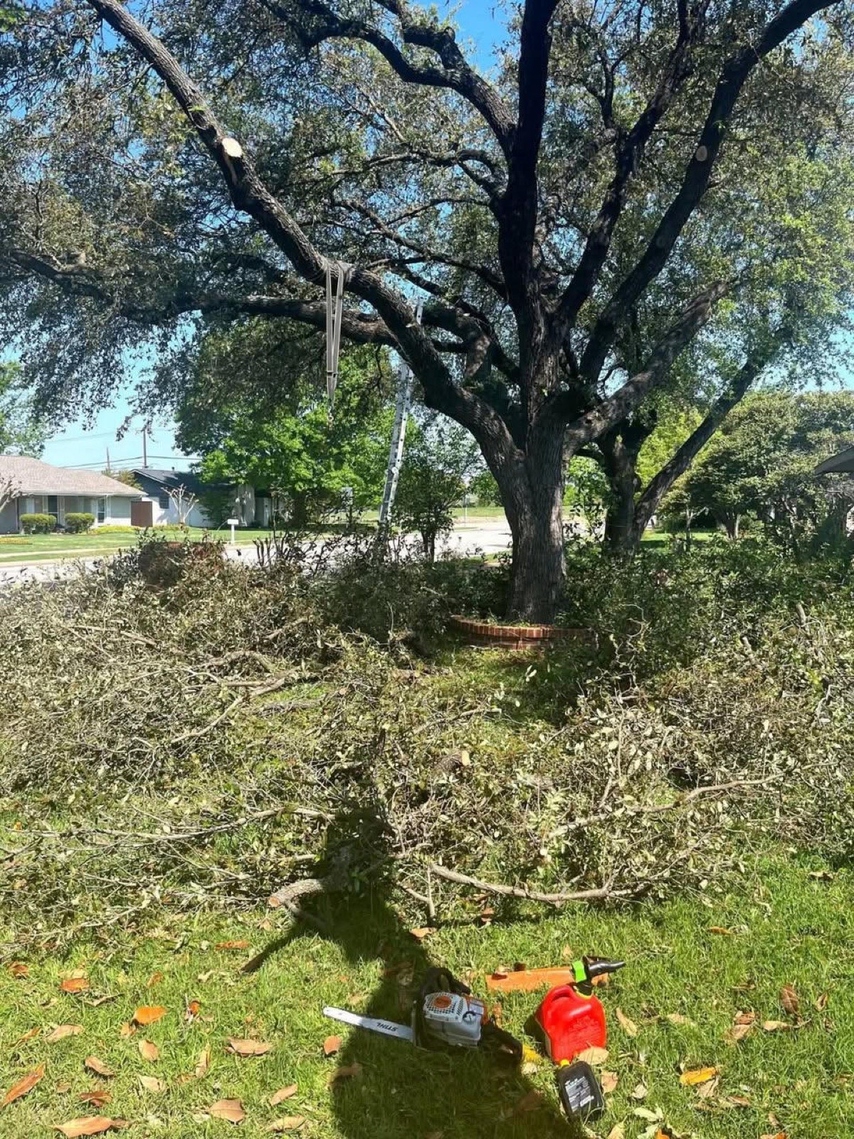 Large oak trimmed and cleared in a Fort Worth front yard