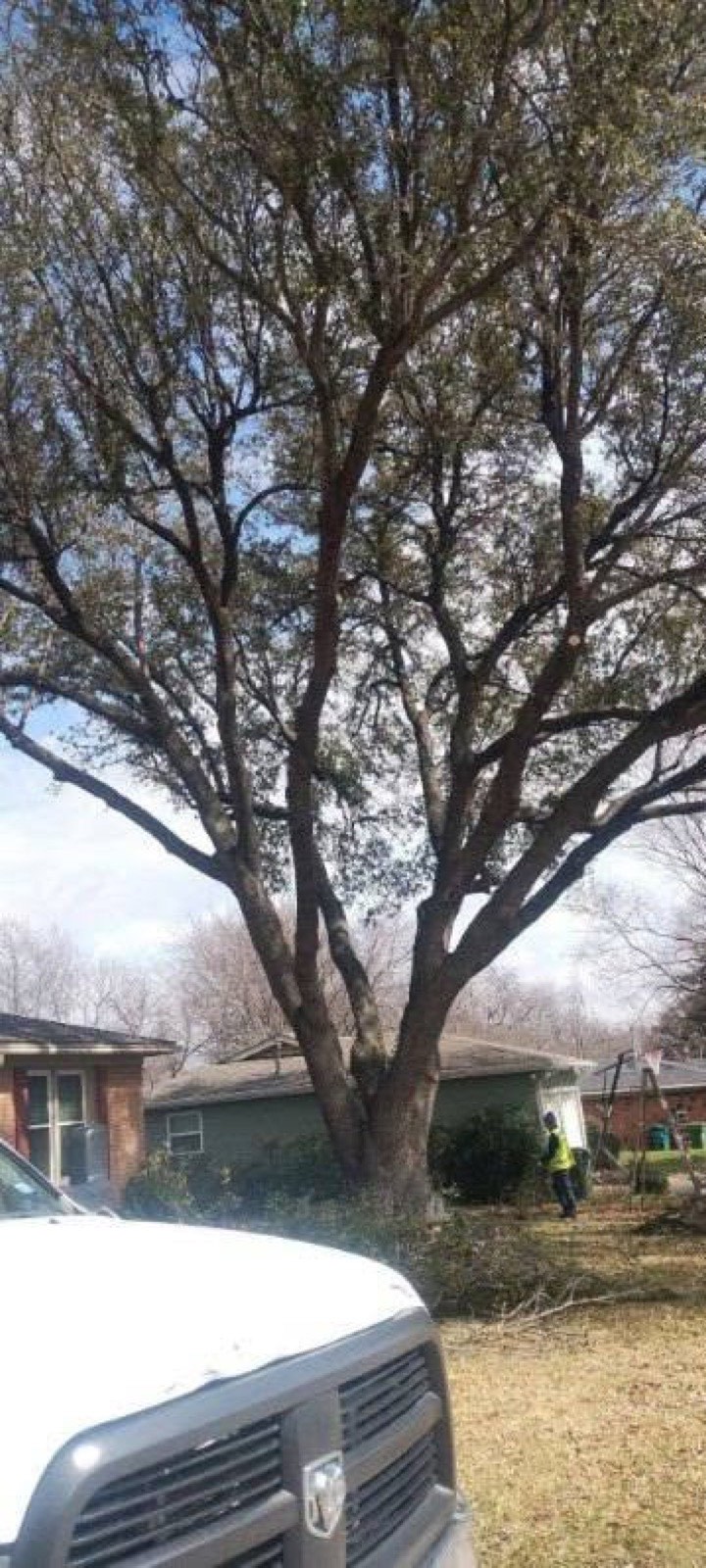 Crew working a mature tree in a Fort Worth front yard
